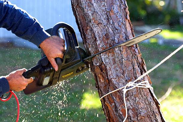 How Our Tree Care Process Works  in  Huntingdon, PA