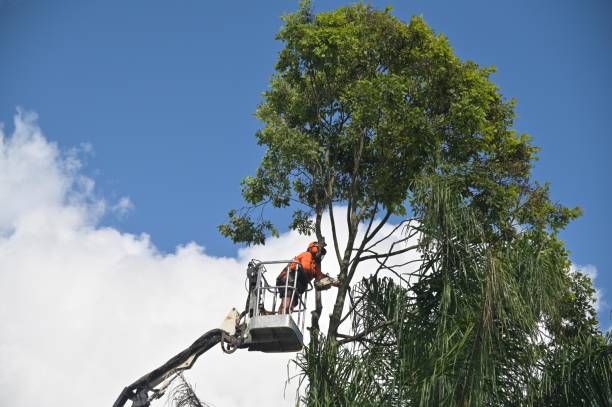 Best Utility Line Clearance  in Huntingdon, PA